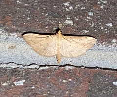 Geshna cannalis