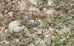 Lindenia tetraphylla