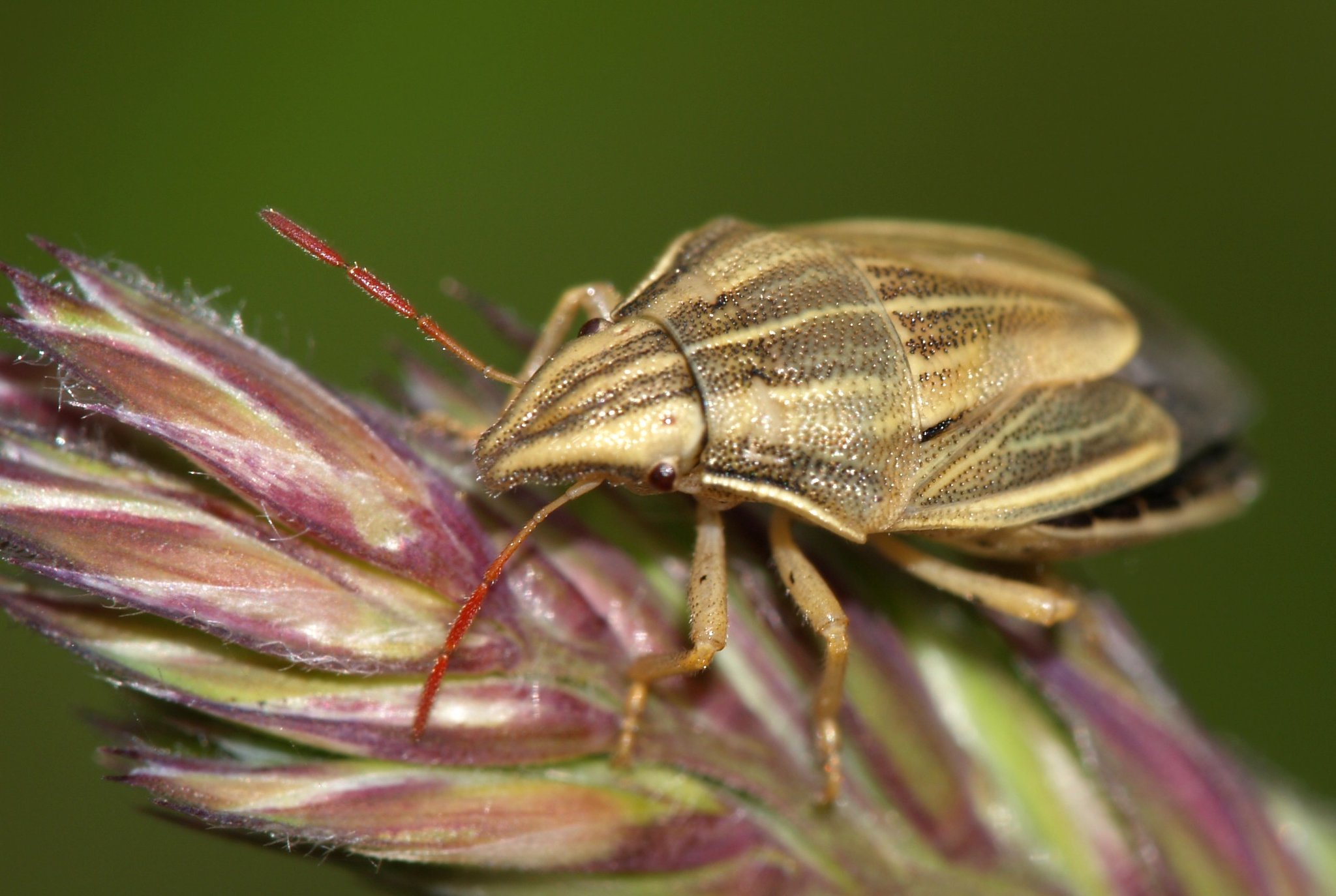 Bishop's Mitre Shield Bug (Aelia acuminata) · iNaturalist