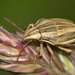 Aelia acuminata - Photo (c) portioid, algunos derechos reservados (CC BY-SA), uploaded by portioid