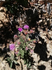 Vernonia greggii