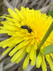 Hylaeus verticalis