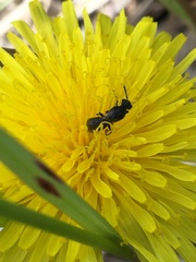 Hylaeus verticalis