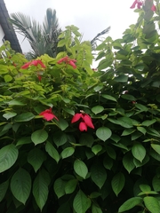 Mussaenda erythrophylla