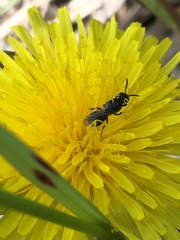 Hylaeus verticalis