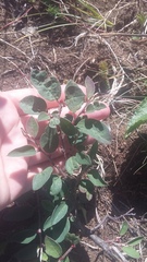 Cotoneaster tauricus