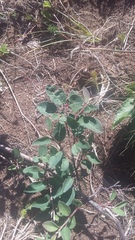 Cotoneaster tauricus