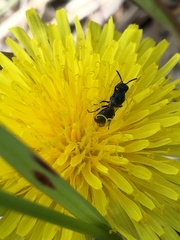 Hylaeus verticalis