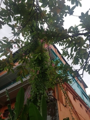 Lagerstroemia speciosa