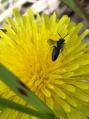 Hylaeus verticalis