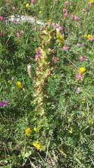 Pedicularis sibthorpii