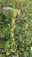 Pedicularis sibthorpii
