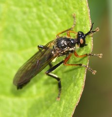 Dioctria rufipes