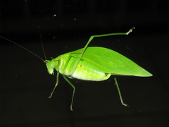 Petaloptera