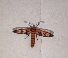 Amata sperbius