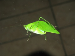 Petaloptera