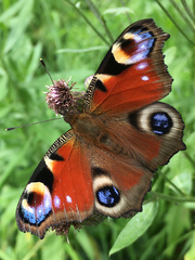 Aglais io