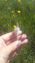 Plantago urvillei