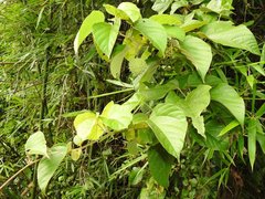 Byttneria grandifolia