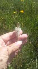 Plantago urvillei