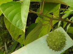 Byttneria grandifolia