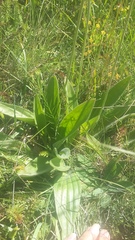 Plantago urvillei