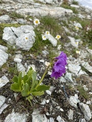 Primula latifolia