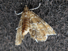 Elophila turbata