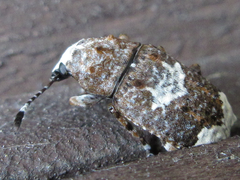 Platystomos sellatus
