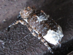 Platystomos sellatus