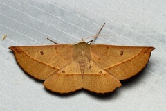 Phallaria ophiusaria