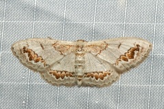 Dithalama cosmospila