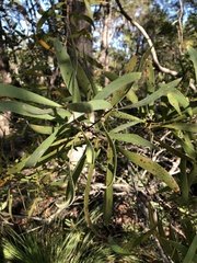 Hakea benthamii