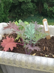 Brassica oleracea acephala