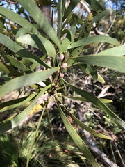 Hakea benthamii