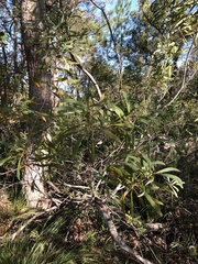 Hakea benthamii