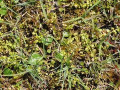 Lysimachia tenella