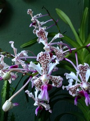 Vanda tricolor