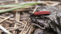 Pyropterus nigroruber