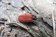 Pyropterus nigroruber