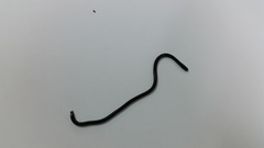 Typhlopidae