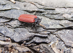 Pyropterus nigroruber