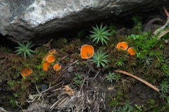 Neottiella