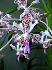 Vanda tricolor