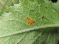 Coleosporium campanulae