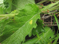 Coleosporium campanulae