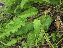 Coleosporium campanulae