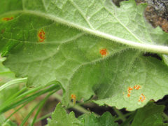 Coleosporium campanulae