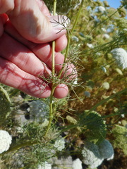 Visnaga daucoides