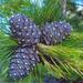 Pinus sibirica - Photo (c) ugraland, μερικά δικαιώματα διατηρούνται (CC BY)